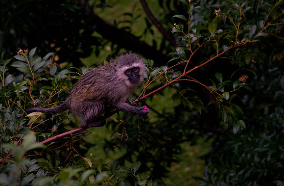 Small monkey in a tree