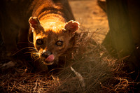 Fossa Cat, Lemur's only natural predator, Mantadia National Park Madagascar
