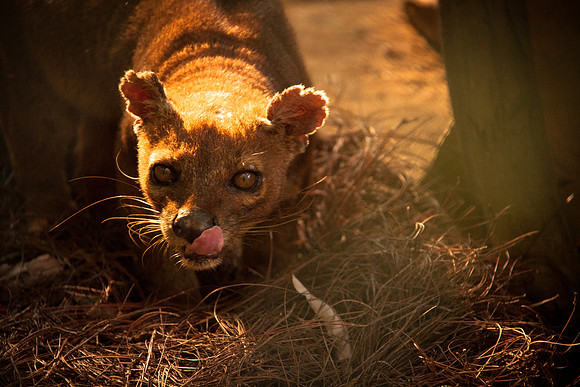 Fossa Cat, Lemur's only natural predator, Mantadia National Park Madagascar