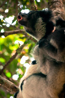 Ruffed Lemur - Mantadia National Park Madagascar
