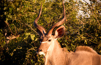 Kudu bull