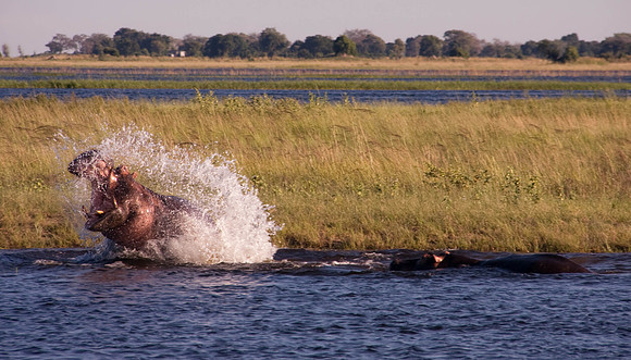 Hippo in the river