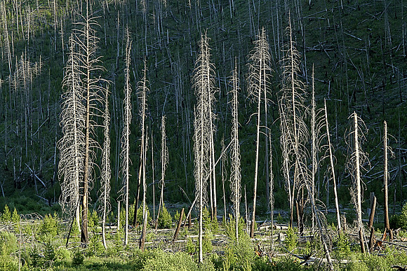 Somewhere in Montana south of Darby