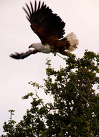 African Fish Eagle