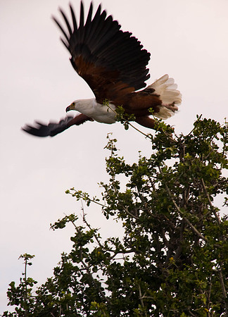 African Fish Eagle