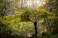 Mantadia National Park Madagascar