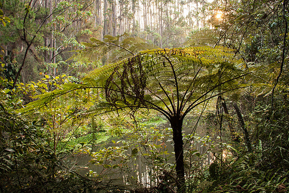 Mantadia National Park Madagascar