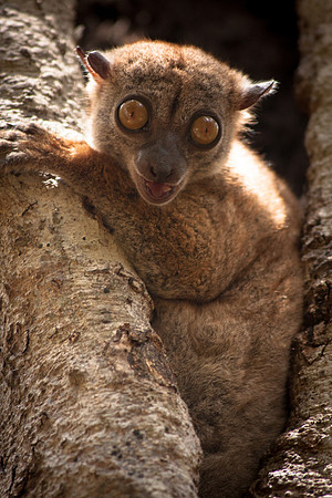 Sportiv Lemur - Northern Madagascar