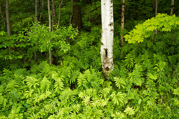 Vermont foliage