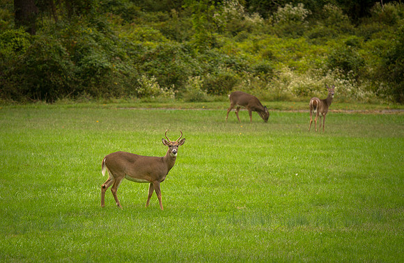 Deer on the lawn of Catholic University D.C.