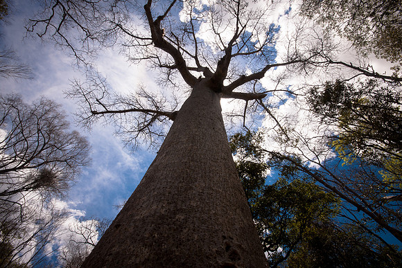 Giant Baobab