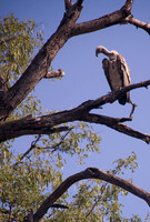 Vulture in a tree
