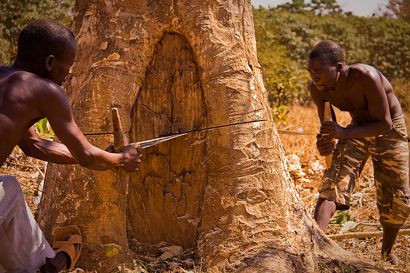 Logging -Lilongwe, Malawi