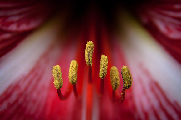 National Botanical Gardens