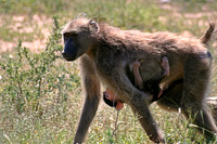 Kruger National Park