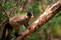 Mantadia National Park Madagascar