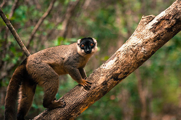 Mantadia National Park Madagascar
