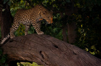 Cheetah on a tree