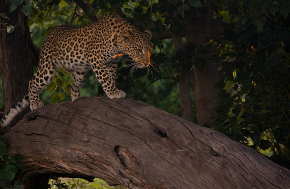 Cheetah on a tree