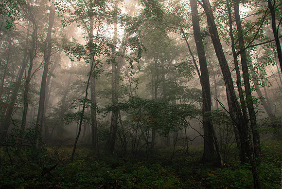 Washington & Jefferson National Forest