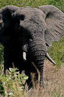 Kruger National Park