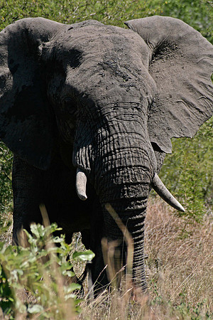 Kruger National Park
