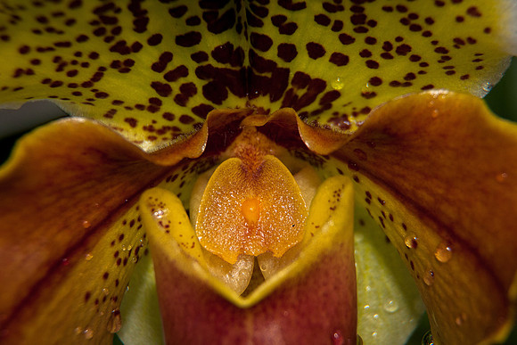 National Botanical Gardens