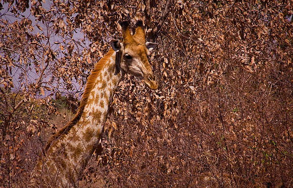 Along the road in Zambia