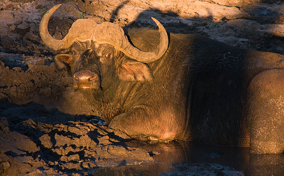 Water Buffalo