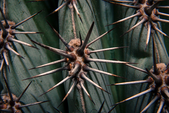 National Botanical Gardens