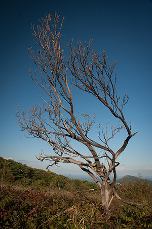 Shenandoah Valley