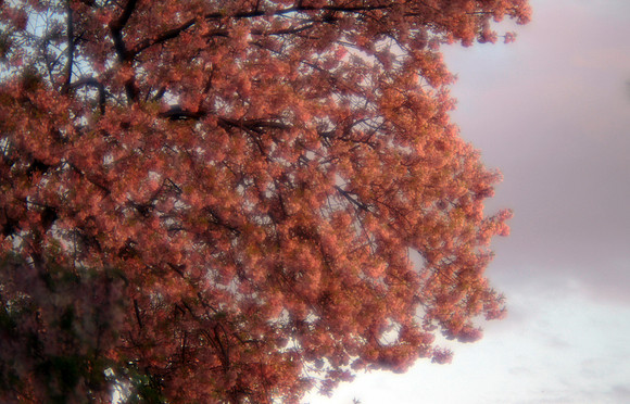 Cherry Blossoms